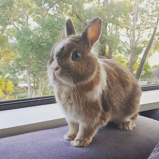 Photo of Toffee Boy (With Coco Girl)