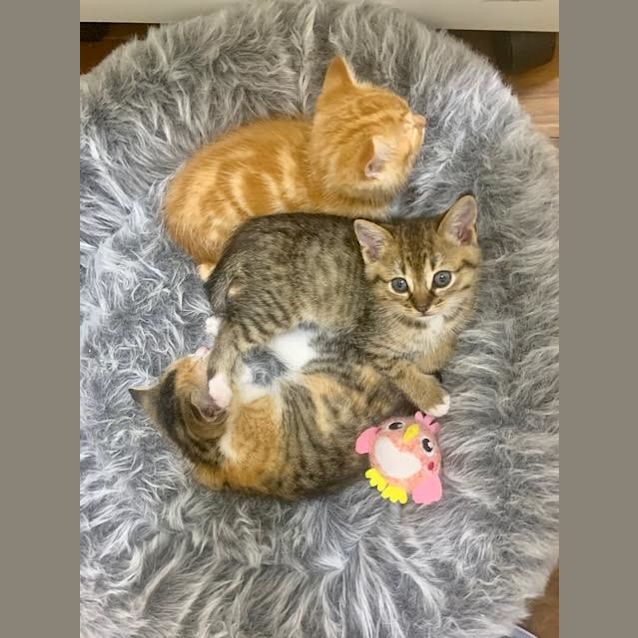 Photo of Sammy ~ 7 Week Old Male (On Trial 16/05/2021)