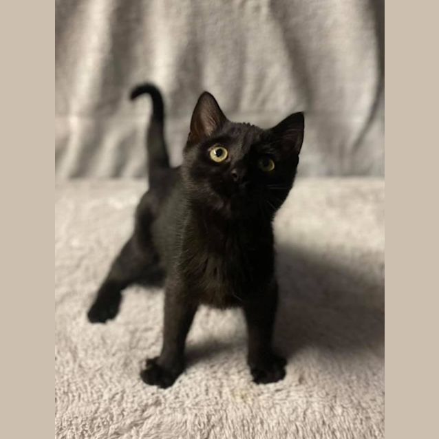 Photo of Diesel (Petstock)