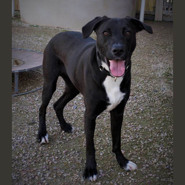 Photo of Shadow