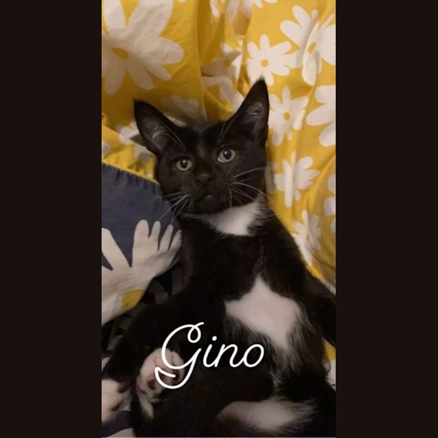 Photo of Gino