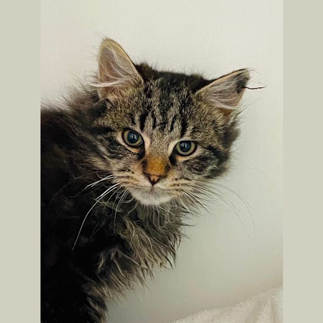 Photo of Scrapy   Located In Preston 