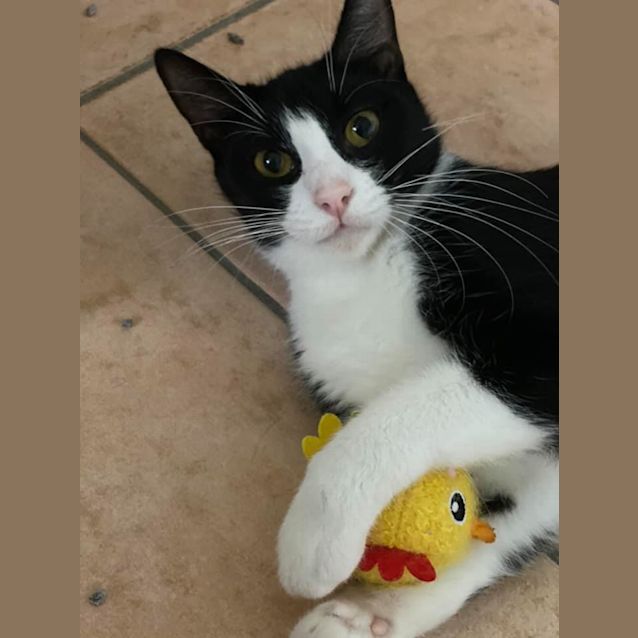 Photo of Oreo