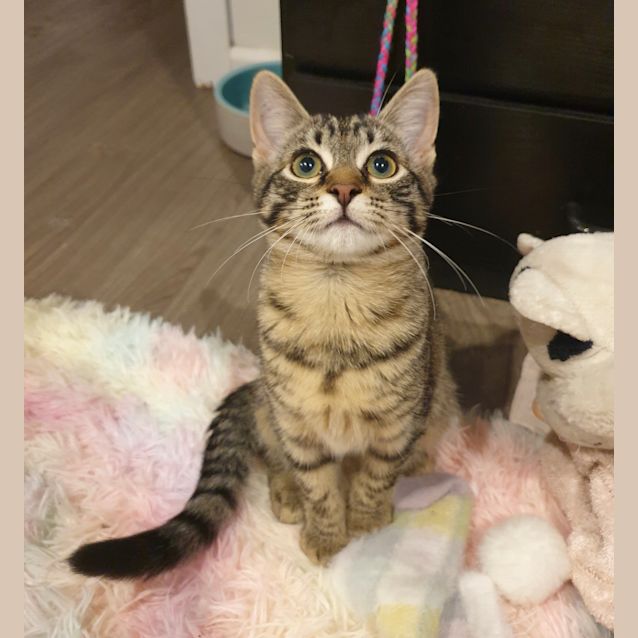 Photo of Kyomi