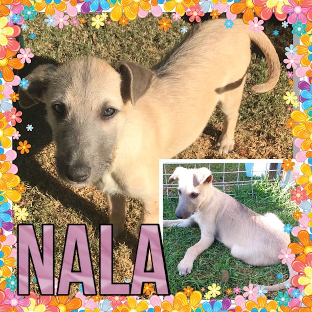 Photo of Nala