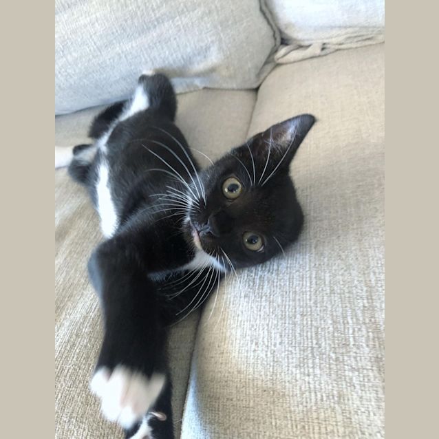 Photo of Dexter 