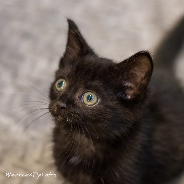 Photo of Loki