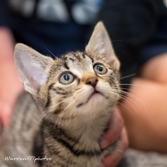 Photo of Little Leopard