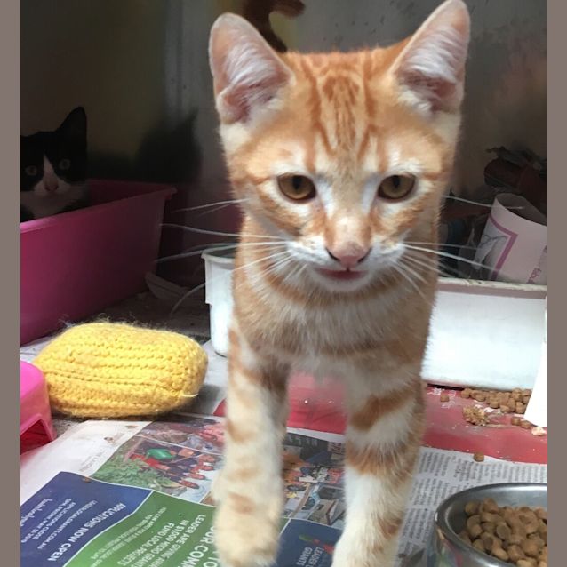 Photo of Splinter (Adoption Pending)