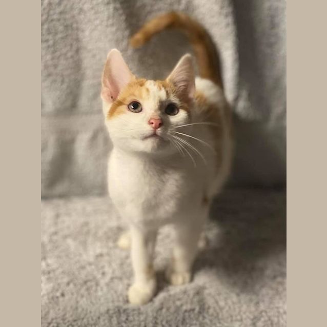 Photo of Finley (Petstock)