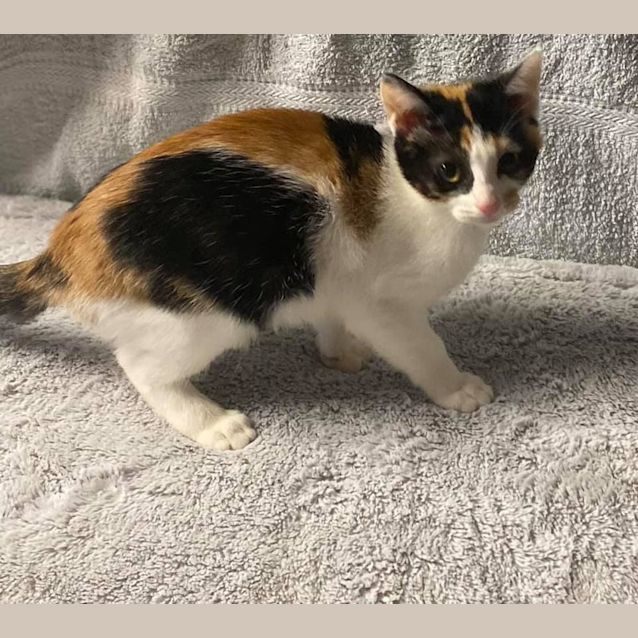 Photo of Daisy (Petstock)