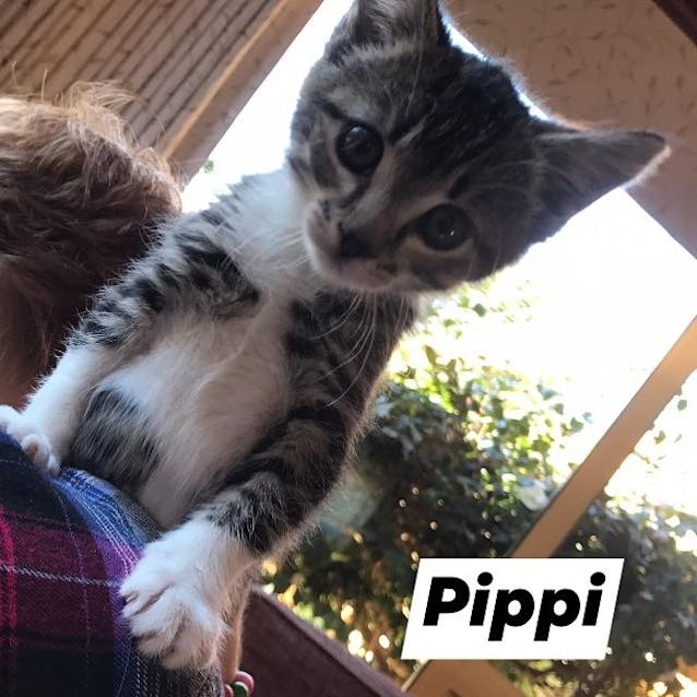Photo of Pippi