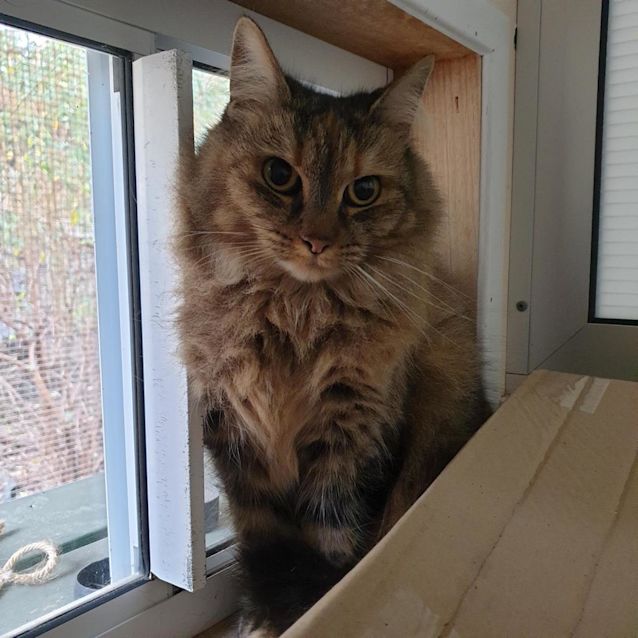 Photo of Minki (Mowbray)
