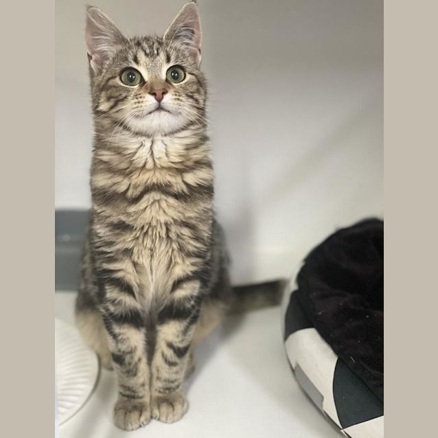 Photo of Hansel