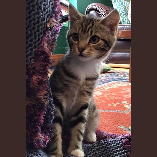 Photo of Bunny