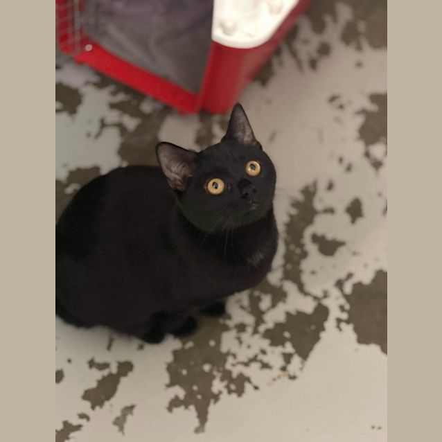 Photo of Willow (Mowbray)