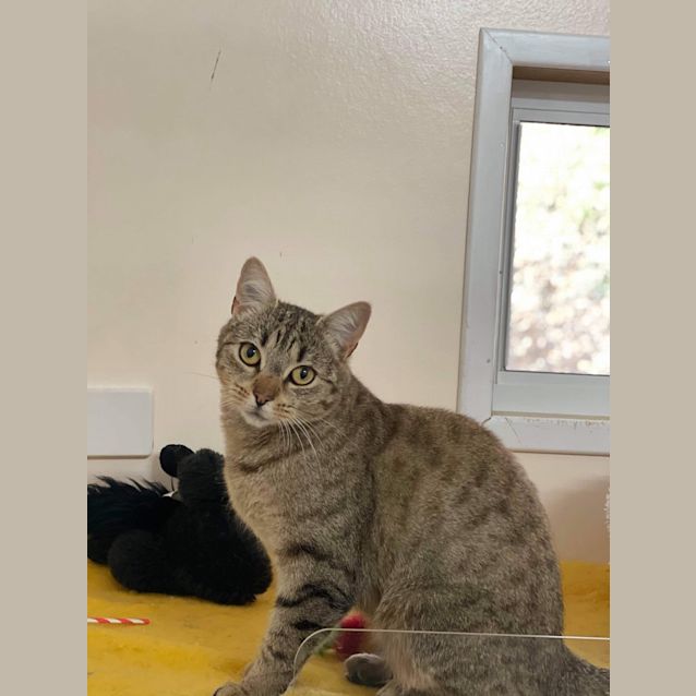 Photo of Lily (Mowbray)
