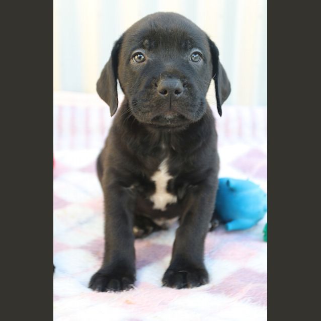 Photo of Roscoe