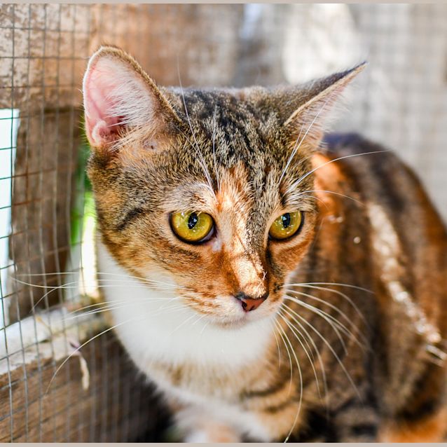 Photo of Cookie 