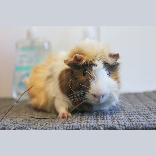 Photo of Darwin