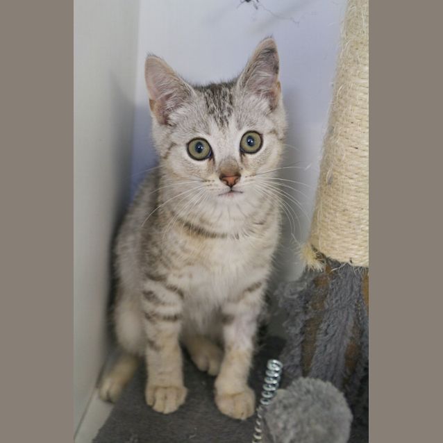 Photo of Bolt