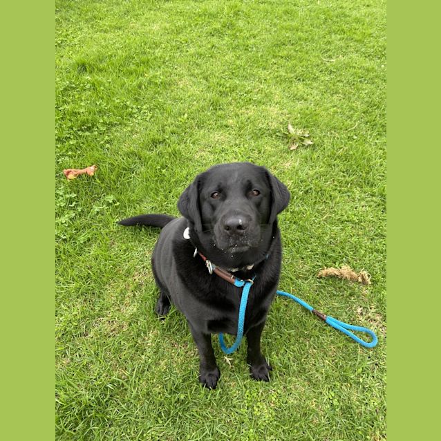 Photo of Diesel