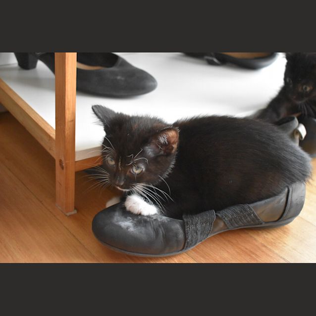 Photo of Spey   8 Week Old (On Trial 15/05/2021)