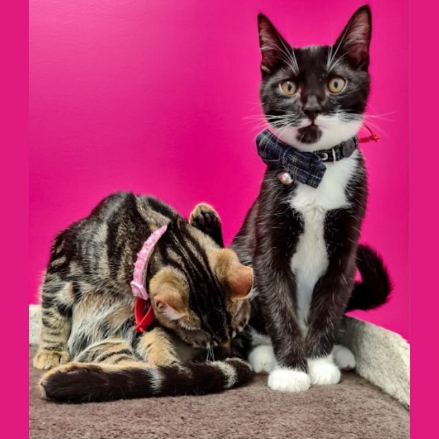 Photo of Odin & Lucky