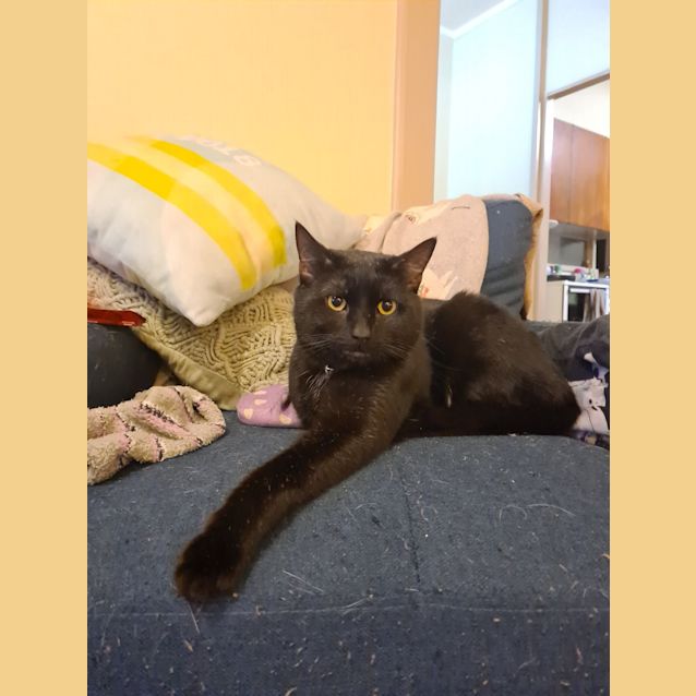 Photo of Nox