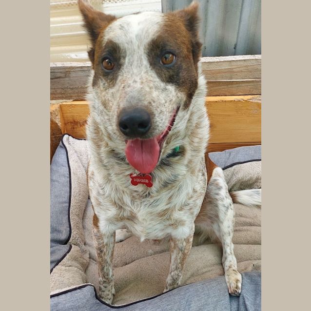 Photo of Buddy