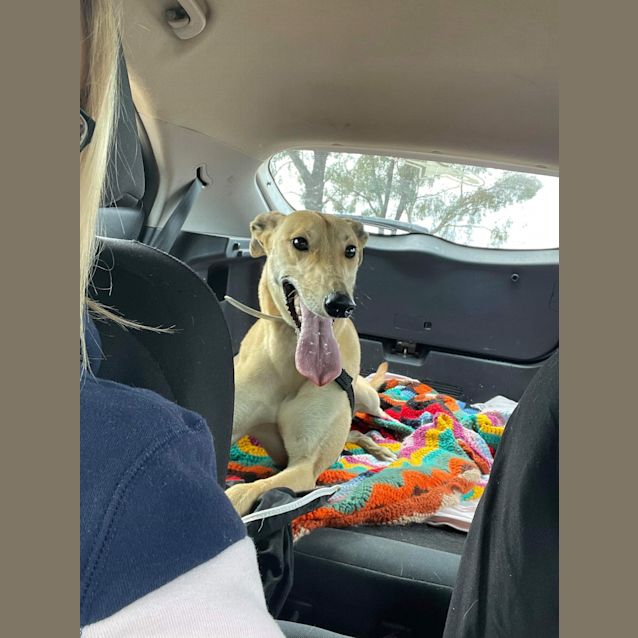 Photo of Josie 