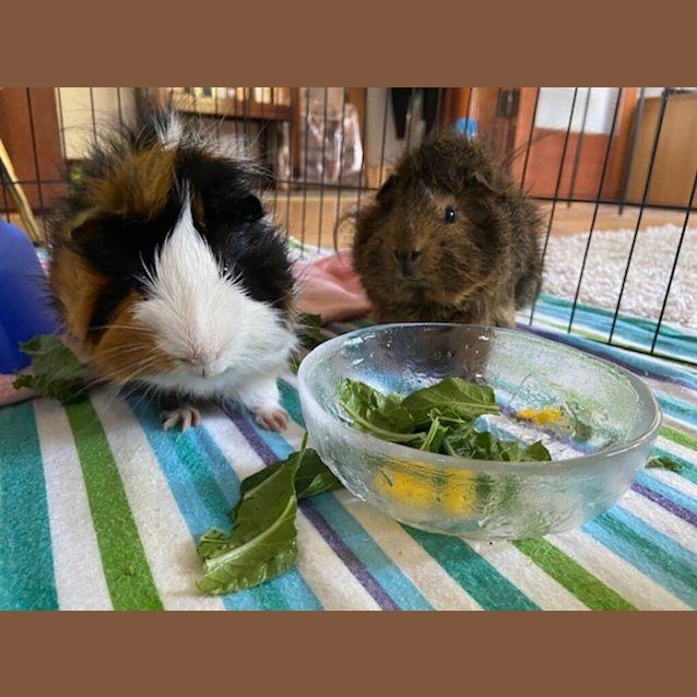 Photo of Dudley (Adoption Pending)