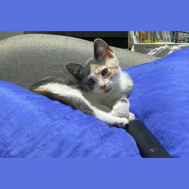 Photo of Blossom