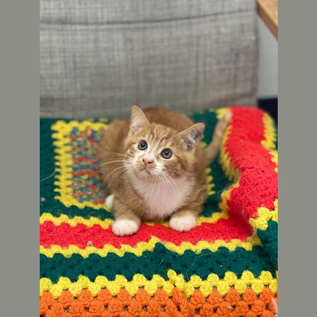 Photo of Cosmo
