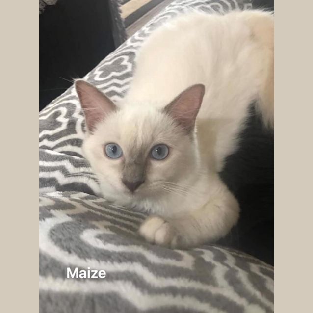 Photo of Maize