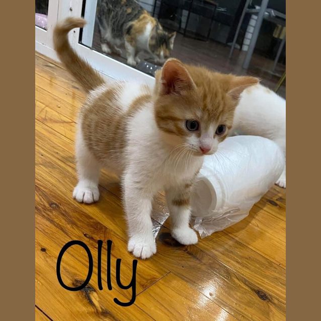 Photo of Ollie