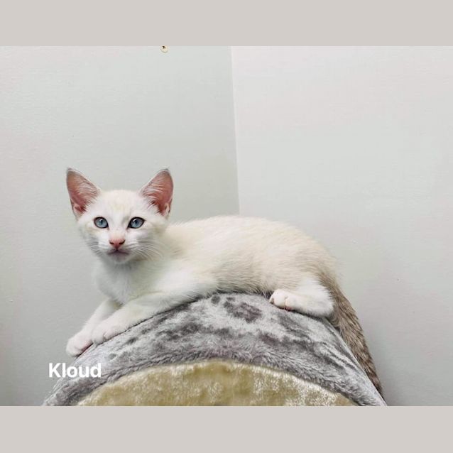 Photo of Kloud