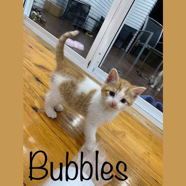 Photo of Bubbles 