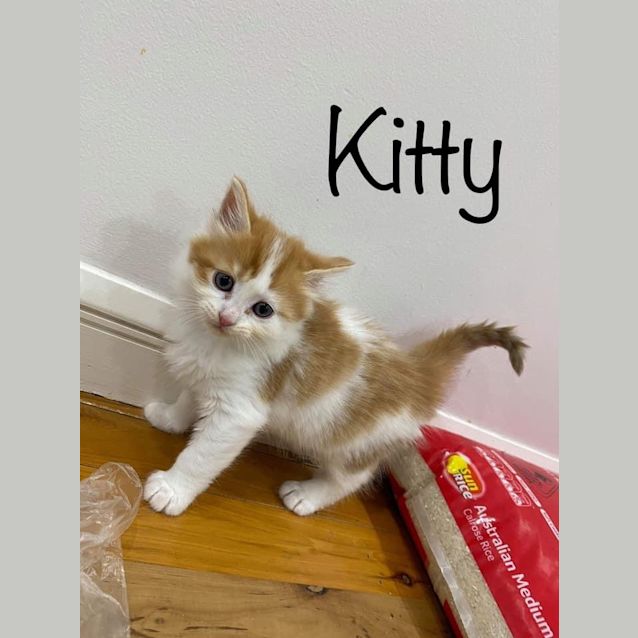 Photo of Kitty 