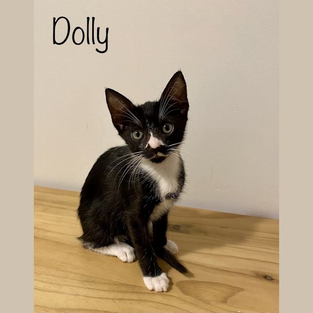 Photo of Dolly