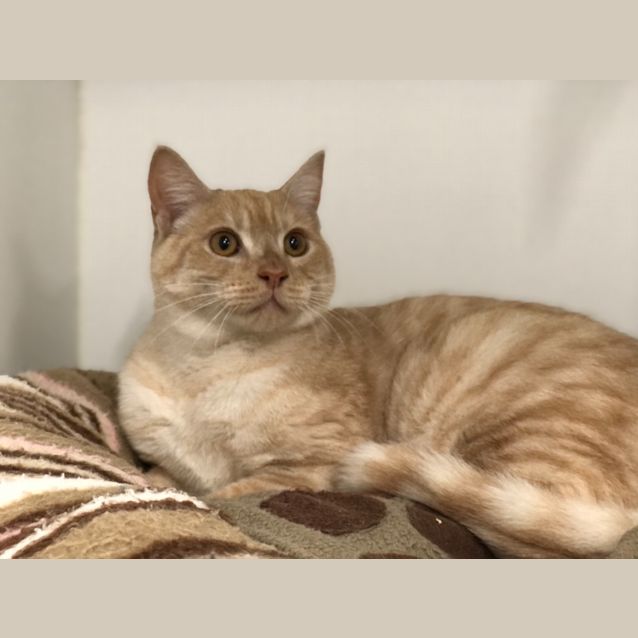 Photo of Marmalade
