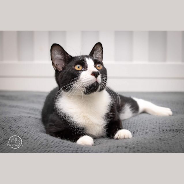 Photo of Basil 