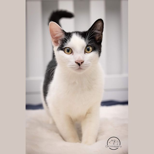 Photo of Chives 