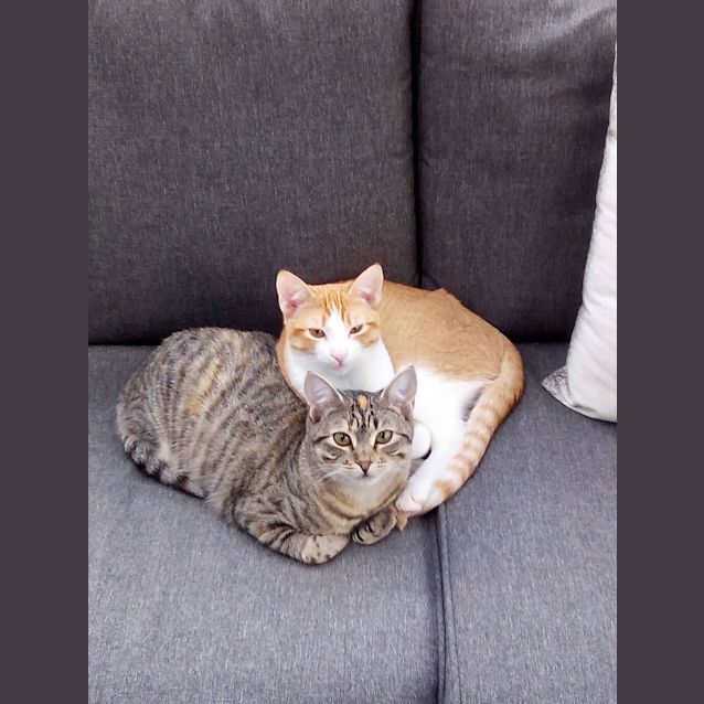 Photo of Marmalade