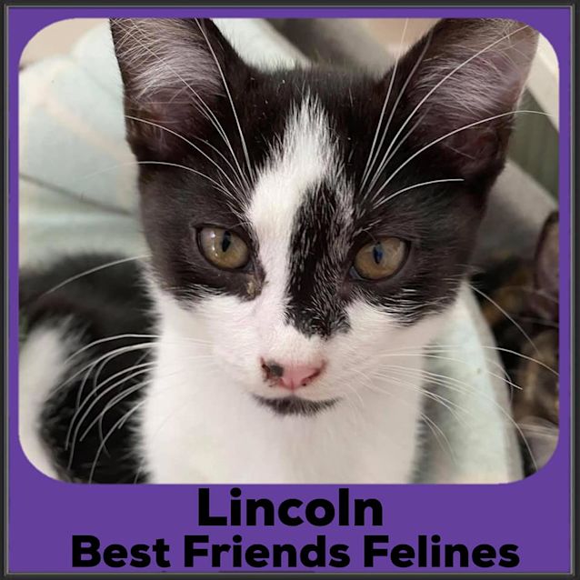 Photo of Lincoln 
