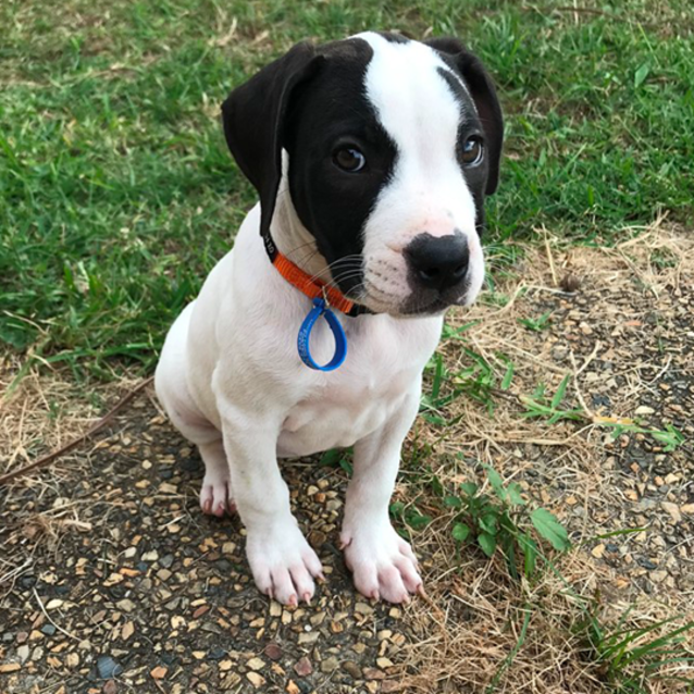 Photo of Lyra