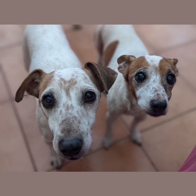 Photo of Daisy And Mollie 