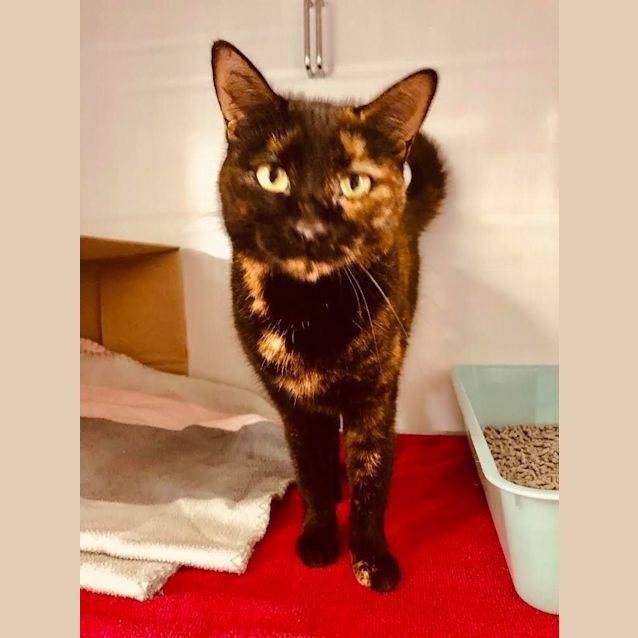 Photo of Toffee