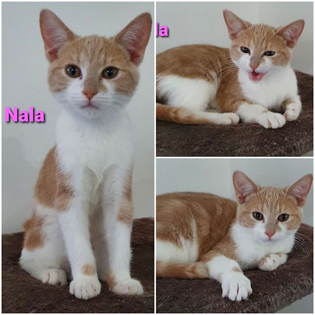Photo of Nala