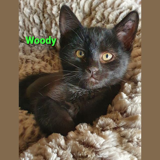 Photo of Woody